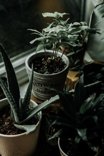 aloe vera plant in white pot aloe vera plant in white pot