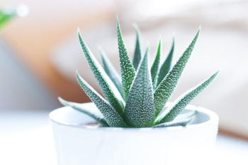 Aloe vera plant inside white pot Aloe vera plant inside white pot
