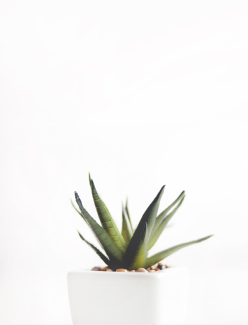 Aloe Vera Plant on White Pot Aloe Vera Plant on White Pot