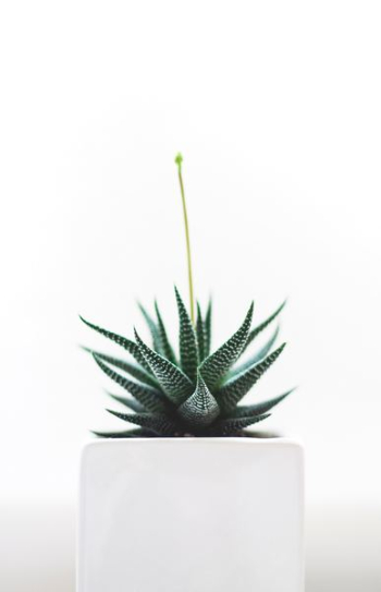 Aloe Vera plant on white vase Aloe Vera plant on white vase