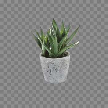 Aloe Vera Plant PNG Download Image Aloe Vera Plant PNG Download Image
