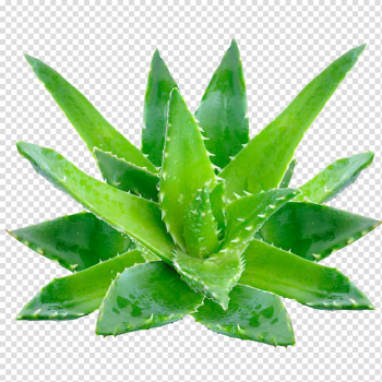 Aloe Vera PNG High-Quality Image Aloe Vera PNG High-Quality Image
