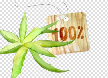 Aloe vera Watercolor painting, hand-painted aloe vera transparent background PNG clipart