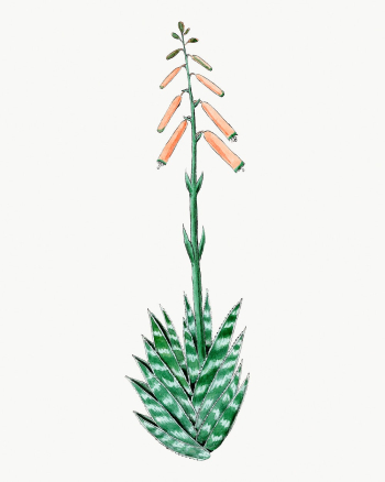 Aloevera drawing, aesthetic vintage flower | Free Photo - rawpixel Aloevera drawing, aesthetic vintage flower | Free Photo - rawpixel