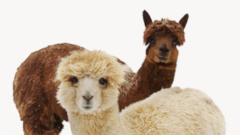 Alpacas isolated on white, animal | Free Photo - rawpixel Alpacas isolated on white, animal | Free Photo - rawpixel