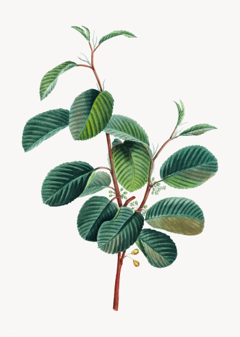 Alpine buckthorn branch | Free stock vector - 568227 Alpine buckthorn branch | Free stock vector - 568227
