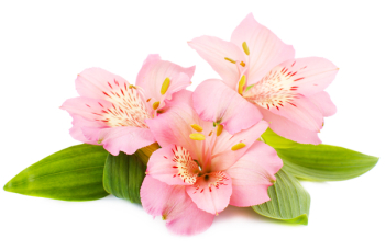 Alstroemeria flowers isolated on white