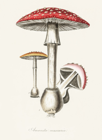 Amanita muscaria illustration from Medical Botany (1836) 