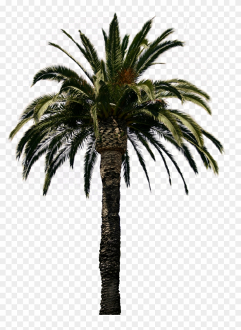 Amazing Clipart Palm Tree Collection Png With Palm - Date Palm Tree Psd