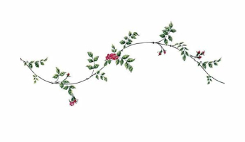 Amazon.com: The Mad Stencilist Climbing Rose Vine Border Wall ...