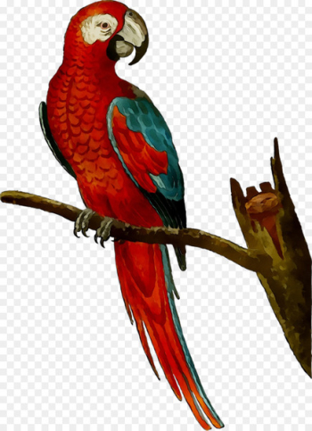 Amazon parrot Macaw Bird Mug - Amazon parrot Macaw Bird Mug -