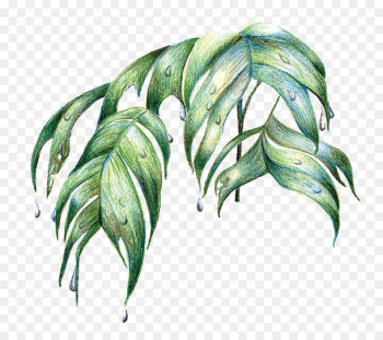 Amazon rainforest Leaf Tree - tropical leaf 