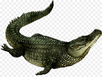 American alligator Nile crocodile Fauna - American alligator Nile crocodile Fauna -