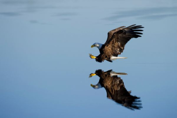 American bald eagle over body of water American bald eagle over body of water