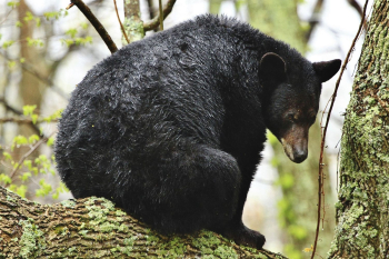 American black bear, animal background. | Free Photo - rawpixel American black bear, animal background. | Free Photo - rawpixel