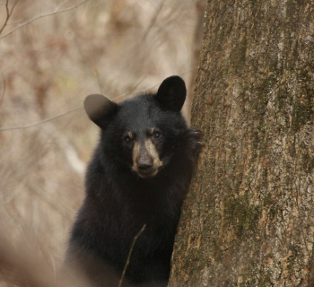 American black bear, animal background. | Free Photo - rawpixel American black bear, animal background. | Free Photo - rawpixel