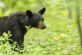 American black bear, animal background. | Free Photo - rawpixel American black bear, animal background. | Free Photo - rawpixel