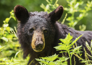 American black bear, animal background. | Free Photo - rawpixel American black bear, animal background. | Free Photo - rawpixel
