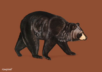 American Black Bear illustration | Free stock vector - 457919 American Black Bear illustration | Free stock vector - 457919
