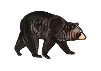 American Black Bear illustration | Free stock vector - 457938 American Black Bear illustration | Free stock vector - 457938