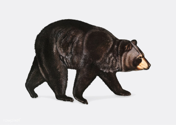 American Black Bear illustration | Free stock vector - 457950 American Black Bear illustration | Free stock vector - 457950