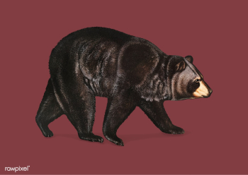 American Black Bear illustration | Free stock vector - 457968 American Black Bear illustration | Free stock vector - 457968
