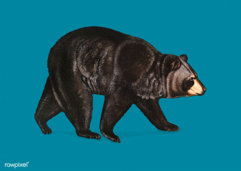 American Black Bear illustration | Free stock vector - 457969 American Black Bear illustration | Free stock vector - 457969