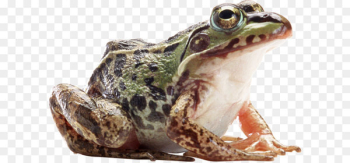 American bullfrog Amphibian - Frog PNG American bullfrog Amphibian - Frog PNG