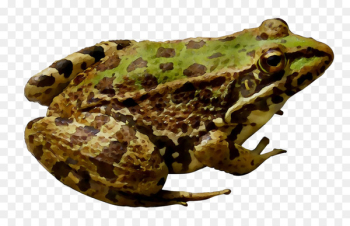 American bullfrog Amphibians Toad Portable Network Graphics -  