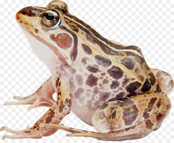 American bullfrog Amphibians Toad True frog - American bullfrog Amphibians Toad True frog -