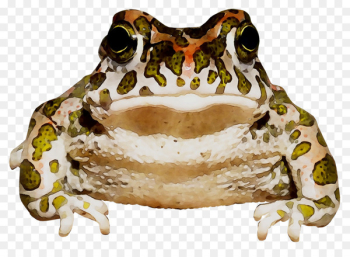 American bullfrog True frog Toad Jaw Terrestrial animal - American bullfrog True frog Toad Jaw Terrestrial animal -