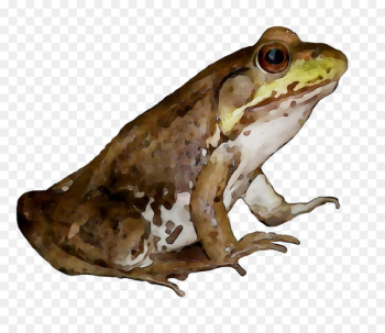 American bullfrog True frog Toad Reptile - American bullfrog True frog Toad Reptile -