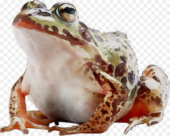 American bullfrog True frog Toad Terrestrial animal - American bullfrog True frog Toad Terrestrial animal -