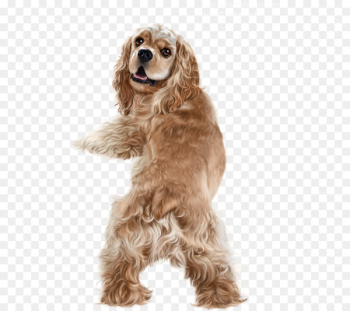 American Cocker Spaniel English Cocker Spaniel Golden Retriever Field Spaniel - golden retriever 