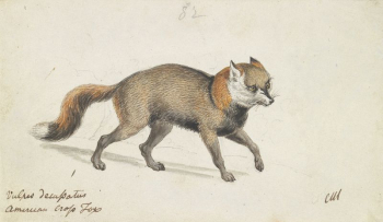 American Cross-Fox by Charles Hamilton | Free Photo - rawpixel American Cross-Fox by Charles Hamilton | Free Photo - rawpixel