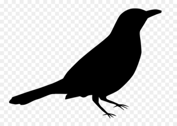 American crow American Sparrows Beak Fauna Silhouette - American crow American Sparrows Beak Fauna Silhouette -