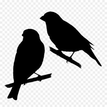 American crow American Sparrows Beak Fauna Silhouette - American crow American Sparrows Beak Fauna Silhouette -