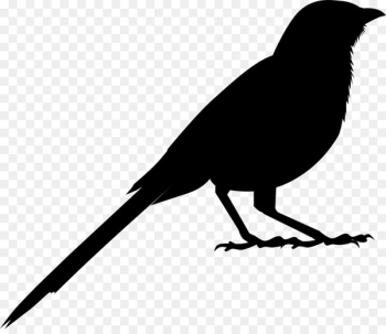 American crow Clip art Fauna Silhouette Common raven - American crow Clip art Fauna Silhouette Common raven -