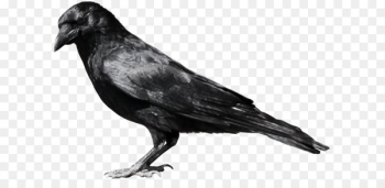 American crow Common raven Fish crow Clip art - Crow PNG image 