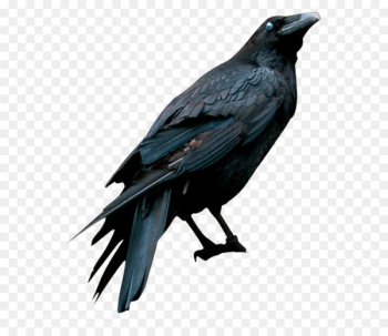 American crow Drawing Eating Crow (feat. Grewsum) - Raven American crow Drawing Eating Crow (feat. Grewsum) - Raven