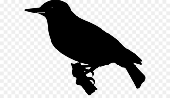 American crow New Caledonian crow Common raven - American crow New Caledonian crow Common raven -