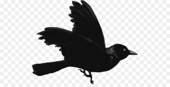 American crow New Caledonian crow Common raven - corbeau streamer 