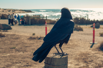 American Crow Perching on Brown Wooden Post American Crow Perching on Brown Wooden Post