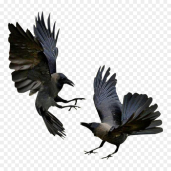 American crow Rook Bird Common raven Flight - bird American crow Rook Bird Common raven Flight - bird