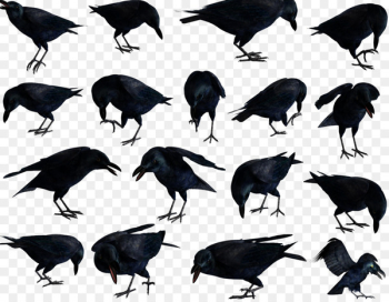 American crow Rook Bird Common raven New Caledonian crow - bird 