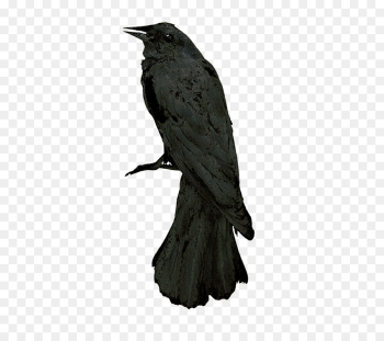 American Crow, Rook, Raven, Bird PNG American Crow, Rook, Raven, Bird PNG