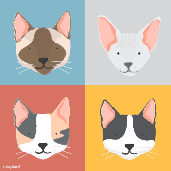 American curl animal bengal | Free stock vector - 60394 American curl animal bengal | Free stock vector - 60394