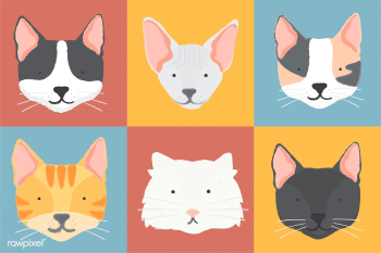American curl animal bengal | Free stock vector - 60505 American curl animal bengal | Free stock vector - 60505