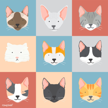 American curl animal bengal | Free stock vector - 60534 American curl animal bengal | Free stock vector - 60534