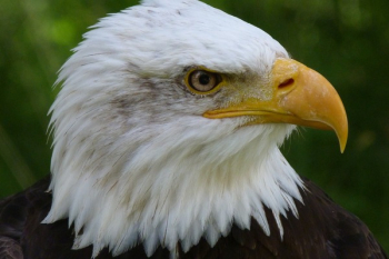 American Eagle American Eagle